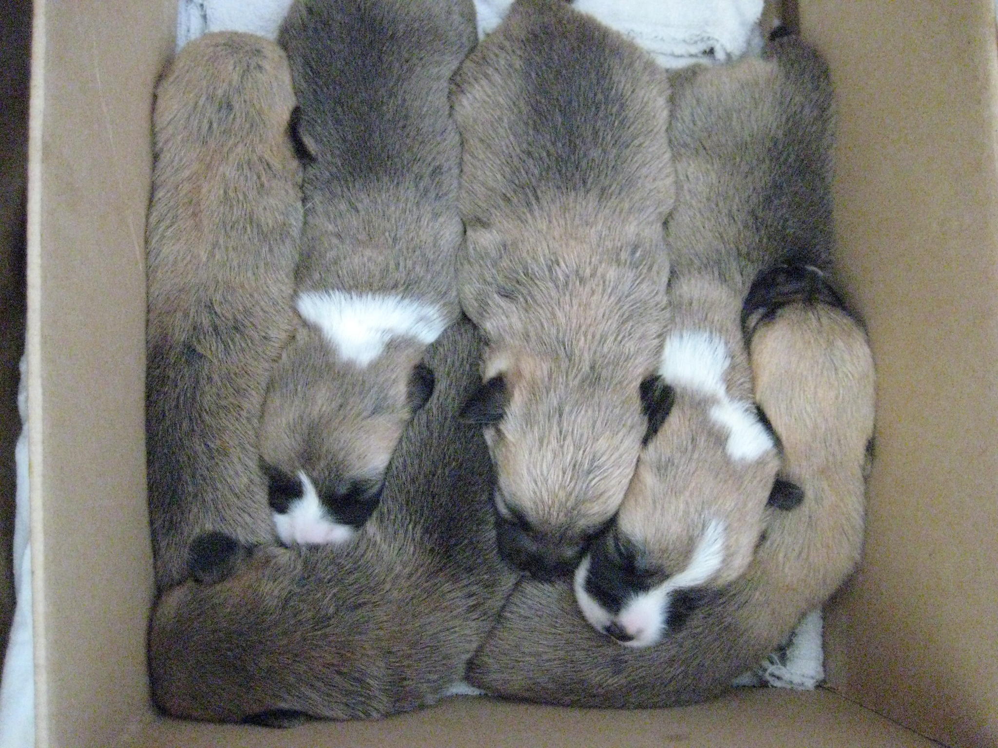 Pup